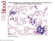 Erythroblastic islands