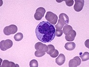 Monocyte - 1.