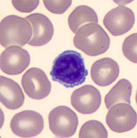 Lymphocyte