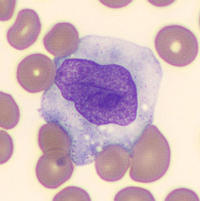 Promonocytes