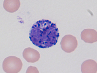 Normal basophil