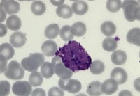 Basophil