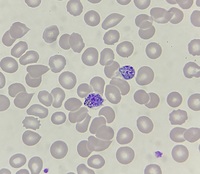 Developmental stages of Plasmodium vivax 3