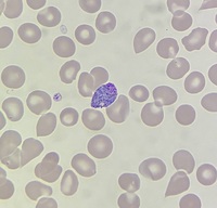 Developmental stages of Plasmodium vivax 4
