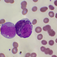 Basophilic Myelocyte